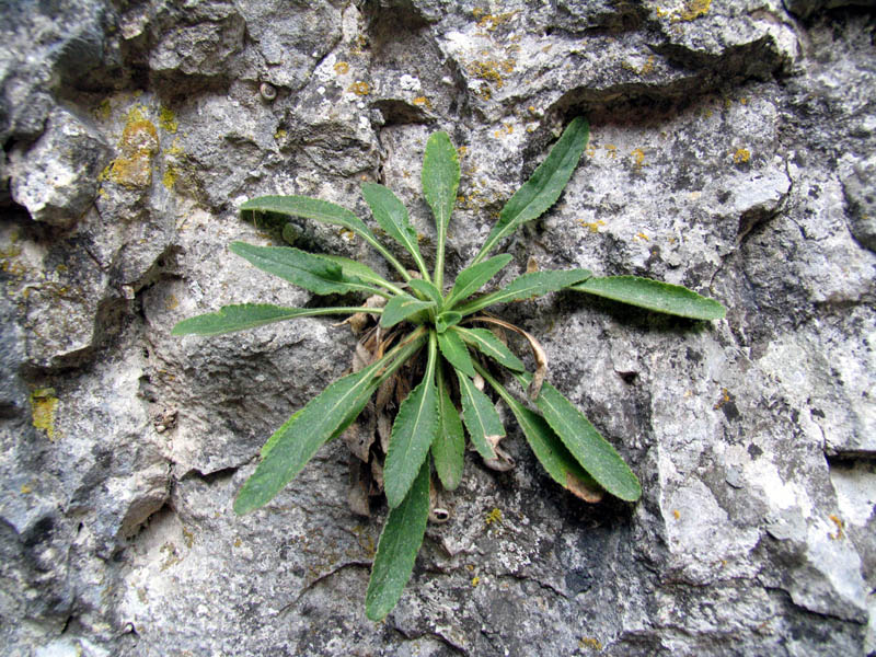 Campanula petraea L. / Campanula del monte Baldo